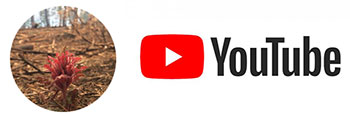 Terra Fuego on YouTube