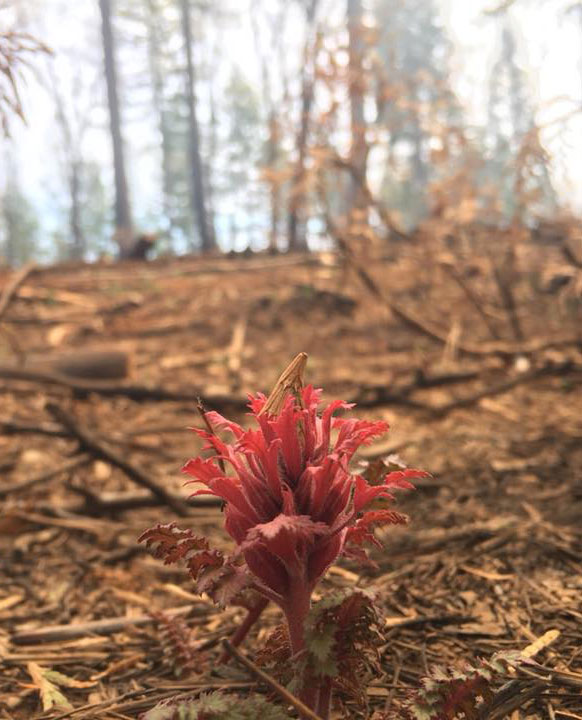 Terra Fuego Resource Foundation, new growth after fire